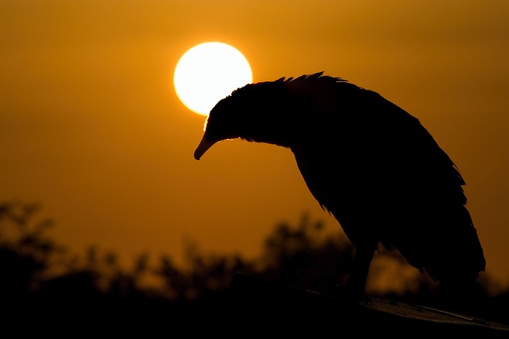 Rabengeier Coragyps atratus Black Vulture